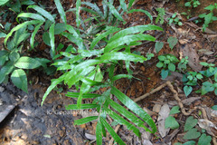 Pteris venusta subsp. venusta